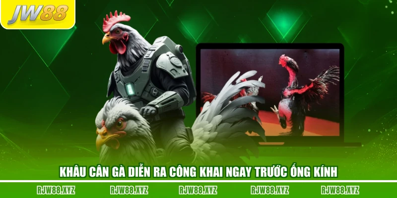 Khâu cân gà diễn ra công khai ngay trước ống kính